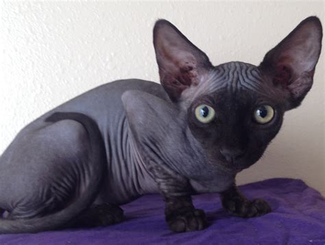 sphynx cattery texas|buy sphynx cat near me.